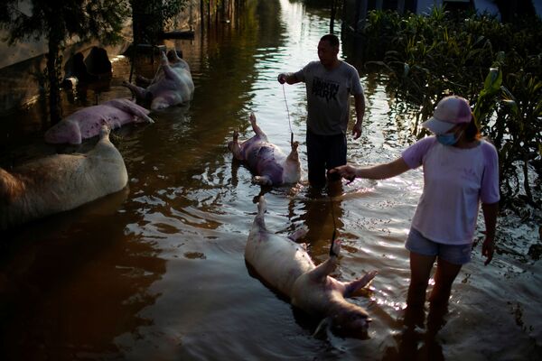 Туши свиней в паводковых водах после проливных дождей в деревне Ванфань в Синьсяне, провинция Хэнань, Китай - Sputnik Армения