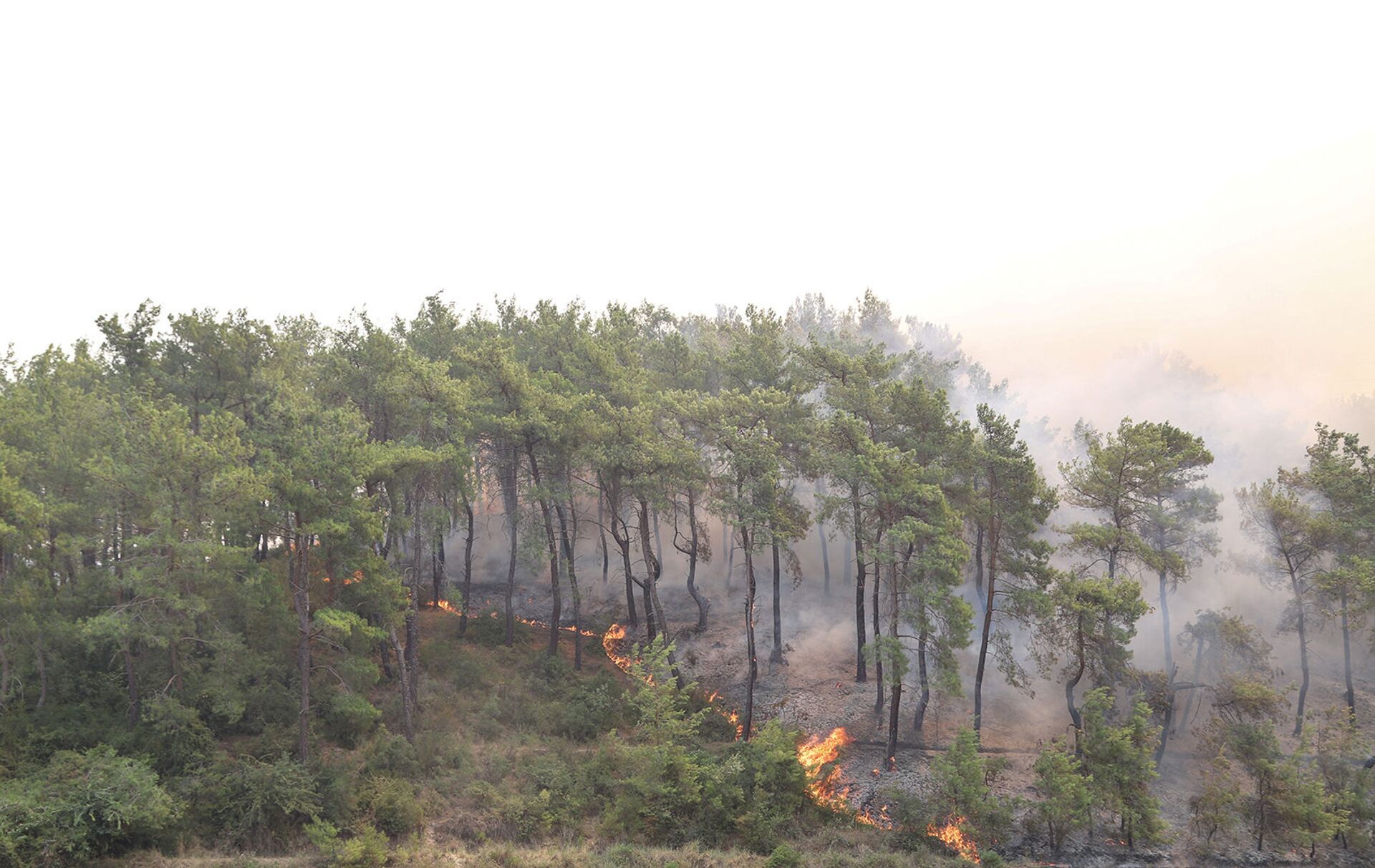 В Турции полыхают лесные пожары, есть погибшие - Sputnik Армения, 1920, 29.07.2021