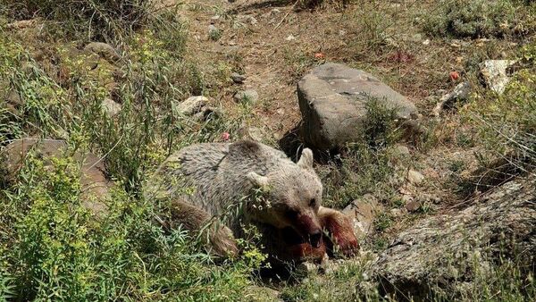 Найденная особь бурого медведя в селе Елпин Вайоцдзорской области - Sputnik Армения