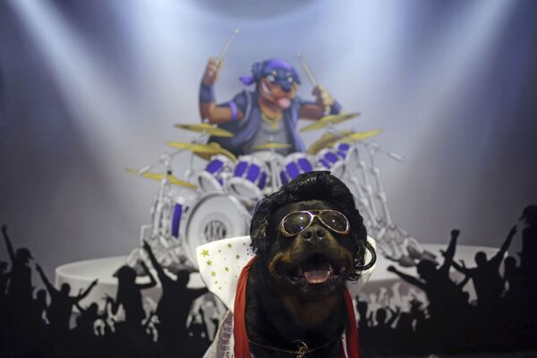Ротвейлер Талос, одетый как Элвис Пресли, на выставке собак Вестминстерского клуба собаководства, США. - Sputnik Армения