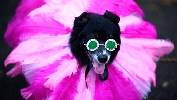 Участник ежегодного Хэллоуин-парада собак в Нью-Йорке - Sputnik Արմենիա