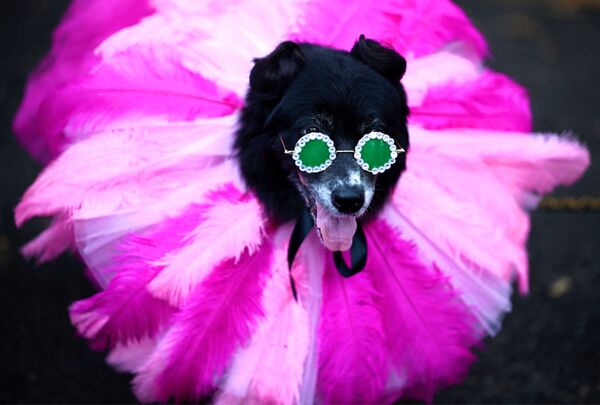 Участник ежегодного Хэллоуин-парада собак в Нью-Йорке. - Sputnik Армения