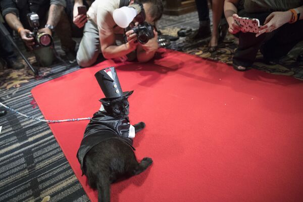 Кот Мерлин на красной ковровой дорожке во время показа кошачьей моды в отеле Algonquin в Нью-Йорке. - Sputnik Армения