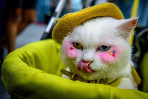 Разноглазая кошка на выставке в Бангкоке. - Sputnik Армения