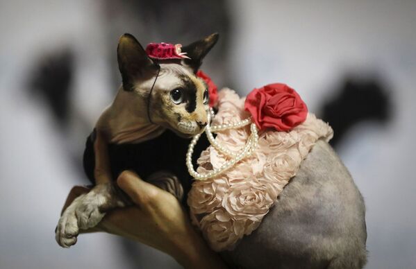 Բելառուսի մայրաքաղաք Մինսկում կատուների ցուցահանդեսի ժամանակ կինը ցուցադրում է իր կատվին - Sputnik Արմենիա