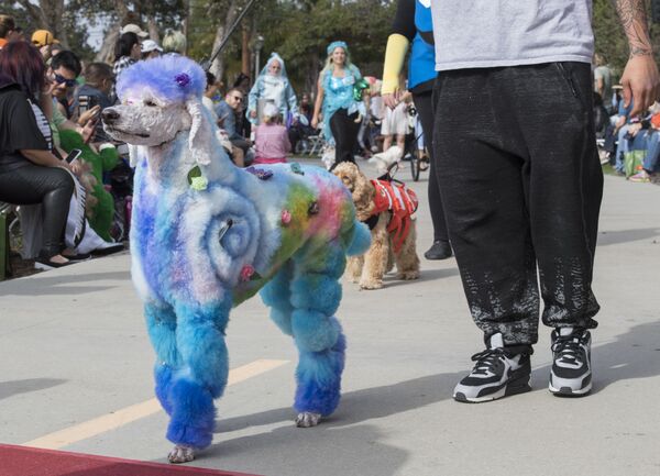 Собаки и их владельцы проходят по красной ковровой дорожке на ежегодном параде Haute Dog Howl'oween в Лонг-Бич, штат Калифорния. - Sputnik Армения