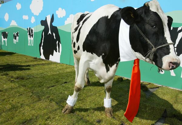 Корова демонстрирует галстук испанского дизайнера David Delfin в Сан-Себастьяне-де-лос-Рейес недалеко от Мадрида. - Sputnik Армения