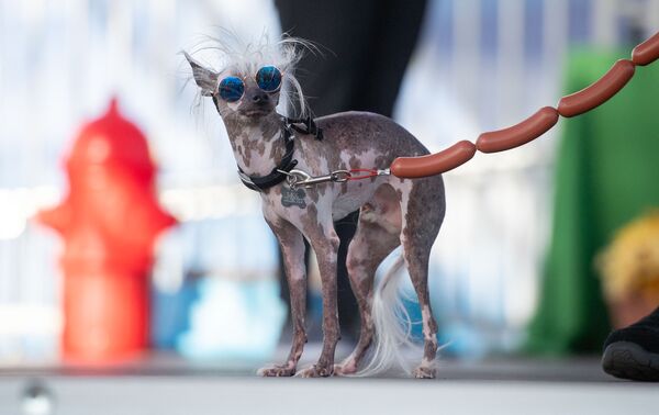 Այս կենդանին մասնակցում է «Տարվա ամենատգեղ շունը» մրցույթին, ԱՄՆ - Sputnik Արմենիա