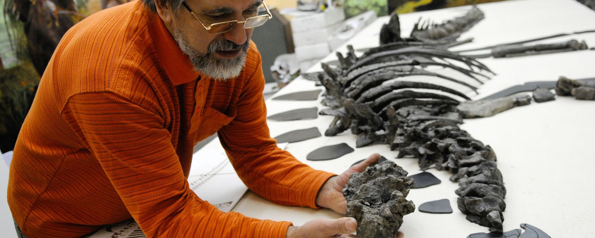 Палеонтолог работает с ископаемым скелетом - Sputnik Армения, 1920, 20.08.2022
