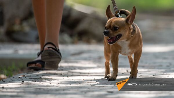 Собака на поводке в кольцевом парке - Sputnik Армения