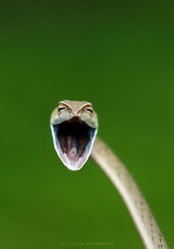 Снимок Laughing snake индийского фотографа Aditya Kshirsagar, ставший финалистом конкурса 2021 The Comedy Wildlife Photography Awards. - Sputnik Армения