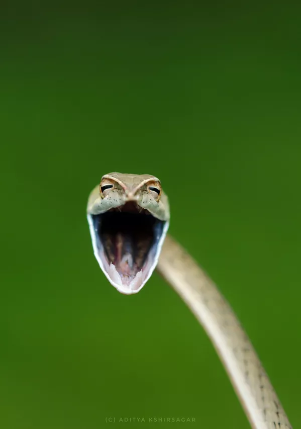 Снимок Laughing snake индийского фотографа Aditya Kshirsagar, ставший финалистом конкурса 2021 The Comedy Wildlife Photography Awards. Снимок Laughing snake индийского фотографа Aditya Kshirsagar, ставший финалистом конкурса 2021 The Comedy Wildlife Photography Awards. - Sputnik Армения