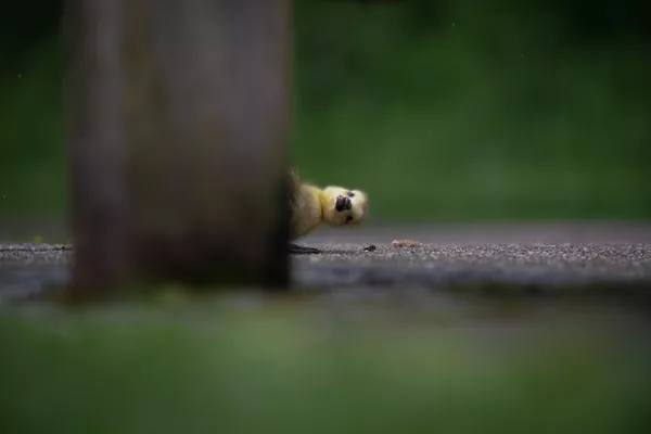 Снимок Peekaboo британского фотографа Charlie Page, ставший финалистом конкурса 2021 The Comedy Wildlife Photography Awards. Снимок Peekaboo британского фотографа Charlie Page, ставший финалистом конкурса 2021 The Comedy Wildlife Photography Awards. - Sputnik Армения