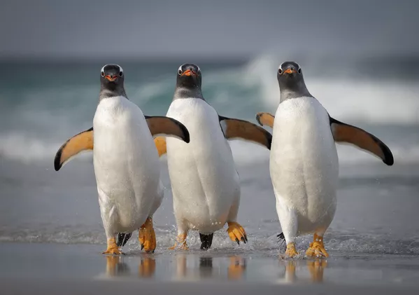 Снимок We're Too Sexy For This Beach американского фотографа Joshua Galicki, ставший финалистом конкурса 2021 The Comedy Wildlife Photography Awards. Снимок We're Too Sexy For This Beach американского фотографа Joshua Galicki, ставший финалистом конкурса 2021 The Comedy Wildlife Photography Awards. - Sputnik Армения