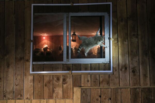 Снимок How do you get that damn window open? французского фотографа Nicolas de VAULX, ставший финалистом конкурса 2021 The Comedy Wildlife Photography Awards. - Sputnik Армения