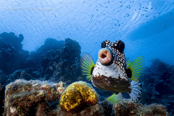 Снимок Sweet lips are for kissing! немецкого фотографа Philipp Stahr, ставший финалистом конкурса 2021 The Comedy Wildlife Photography Awards. Снимок Sweet lips are for kissing! немецкого фотографа Philipp Stahr, ставший финалистом конкурса 2021 The Comedy Wildlife Photography Awards. - Sputnik Армения