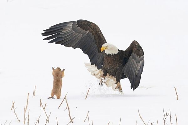 Снимок Ninja Prairie Dog! американского фотографа Arthur Trevino,  ставший финалистом конкурса 2021 The Comedy Wildlife Photography Awards. - Sputnik Армения