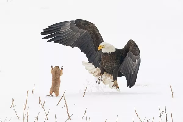 Снимок Ninja Prairie Dog! американского фотографа Arthur Trevino, ставший финалистом конкурса 2021 The Comedy Wildlife Photography Awards. Снимок Ninja Prairie Dog! американского фотографа Arthur Trevino, ставший финалистом конкурса 2021 The Comedy Wildlife Photography Awards. - Sputnik Армения