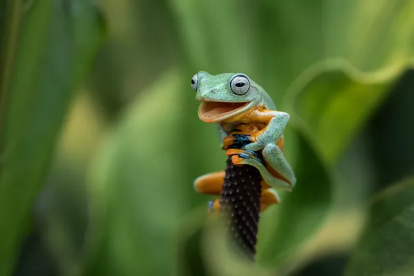 Снимок Yes, I did it индонезийского фотографа Dikky Oesin, ставший финалистом конкурса 2021 The Comedy Wildlife Photography Awards. Снимок Yes, I did it индонезийского фотографа Dikky Oesin, ставший финалистом конкурса 2021 The Comedy Wildlife Photography Awards. - Sputnik Армения