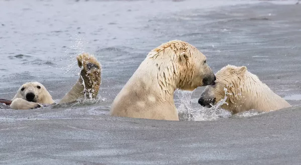 Снимок The Photo-Bombing Wave американского фотографа Cheryl Strahl, ставший финалистом конкурса 2021 The Comedy Wildlife Photography Awards. Снимок The Photo-Bombing Wave американского фотографа Cheryl Strahl, ставший финалистом конкурса 2021 The Comedy Wildlife Photography Awards. - Sputnik Армения