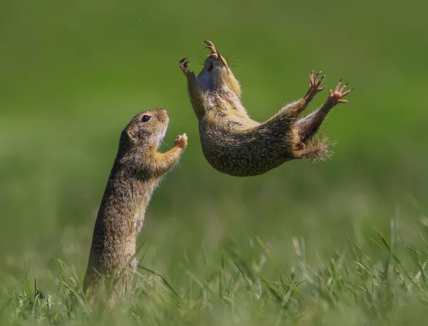 Снимок I got you венгерского фотографа Roland Kranitz, ставший финалистом конкурса 2021 The Comedy Wildlife Photography Awards. Снимок I got you венгерского фотографа Roland Kranitz, ставший финалистом конкурса 2021 The Comedy Wildlife Photography Awards. - Sputnik Армения
