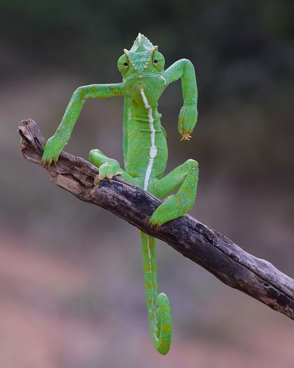 Снимок The Green Stylist индийского фотографа Gurumoorthy K, ставший финалистом конкурса 2021 The Comedy Wildlife Photography Awards. Снимок The Green Stylist индийского фотографа Gurumoorthy K, ставший финалистом конкурса 2021 The Comedy Wildlife Photography Awards. - Sputnik Армения