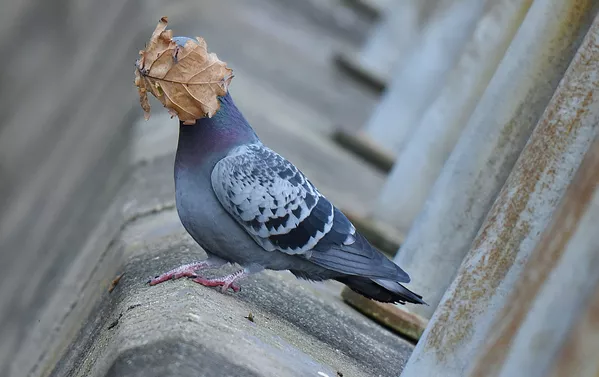 Снимок I guess Summer's over британского фотографа John Speirs, ставший финалистом конкурса 2021 The Comedy Wildlife Photography Awards. Снимок I guess Summer's over британского фотографа John Speirs, ставший финалистом конкурса 2021 The Comedy Wildlife Photography Awards. - Sputnik Армения