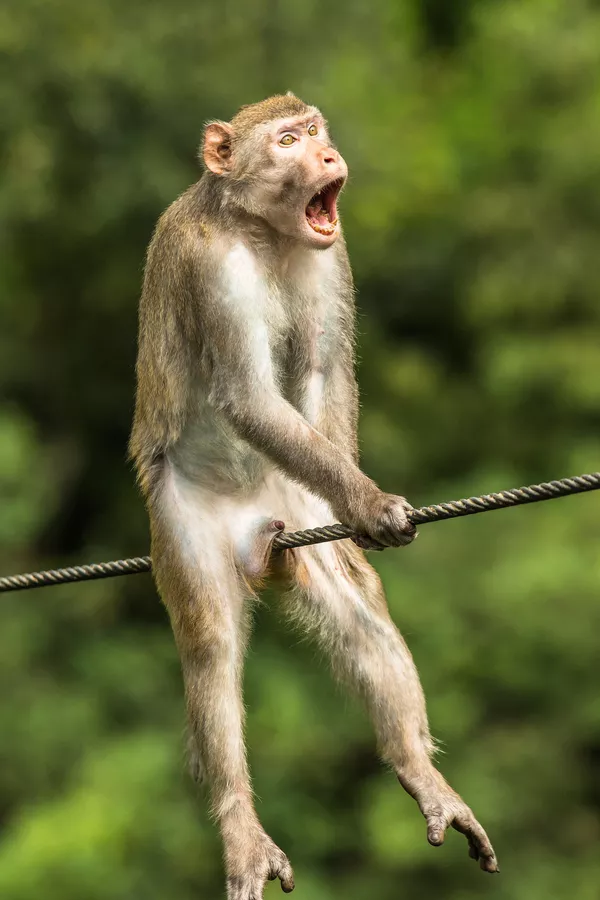 Снимок Ouch! британского фотографа Ken Jensen, ставший финалистом конкурса 2021 The Comedy Wildlife Photography Awards. Снимок Ouch! британского фотографа Ken Jensen, ставший финалистом конкурса 2021 The Comedy Wildlife Photography Awards. - Sputnik Армения