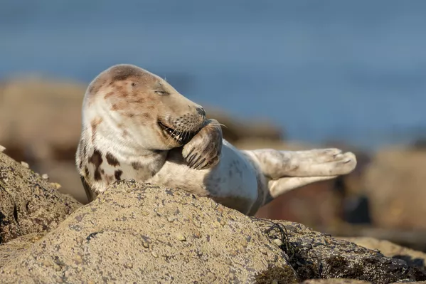 Снимок Mr. Giggles британского фотографа Martina Novotna, ставший финалистом конкурса 2021 The Comedy Wildlife Photography Awards. Снимок Mr. Giggles британского фотографа Martina Novotna, ставший финалистом конкурса 2021 The Comedy Wildlife Photography Awards. - Sputnik Армения