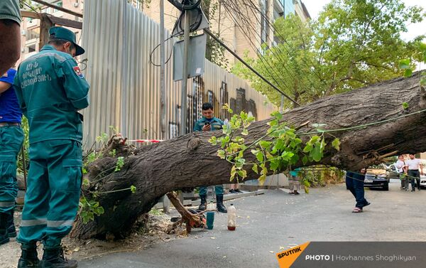 Перевернутое из-за ветра дерево на улице Парпеци (7 сентября 2021). Еревaн - Sputnik Армения