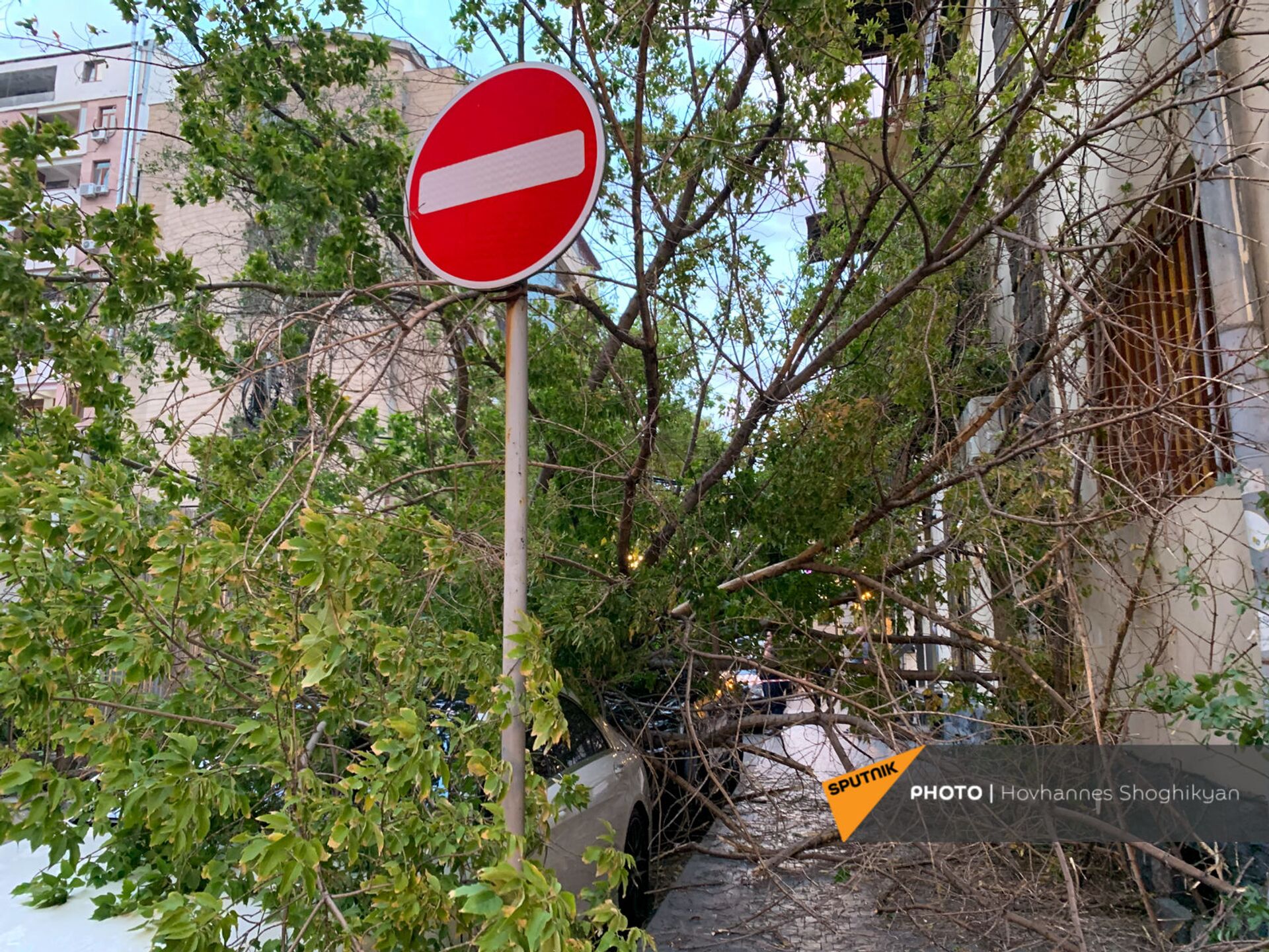 Перевернутое из-за ветра дерево на улице Парпеци (7 сентября 2021). Еревaн - Sputnik Արմենիա, 1920, 14.09.2021
