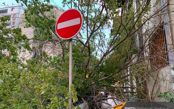Перевернутое из-за ветра дерево на улице Парпеци (7 сентября 2021). Еревaн - Sputnik Армения