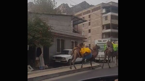 Верблюды в Мегри - Sputnik Армения