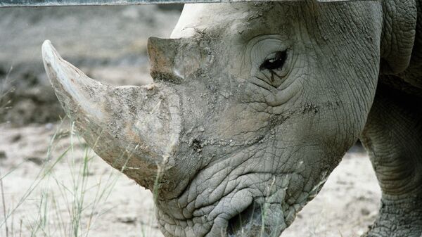 Носорог в городском зоопарке в Тунисе - Sputnik Армения