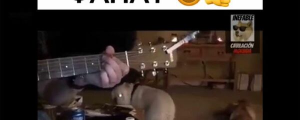 Дог, который любит рок - Sputnik Армения