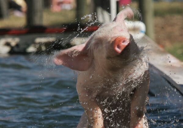 Свинья выходит из водоема во время забега на ферме Southern Belle в МакДоноу, штат Джорджия. Это мероприятие является одним из самых ярких событий фермы, на которой можно покататься на сене, пройти кукурузные лабиринты и многое другое. - Sputnik Армения