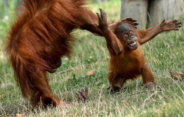 Маленький орангутанг с Суматры играет со своей матерью в вольере в зоопарке Pairi Daiza в Брюгелетте, западная Бельгия, 15 августа 2019 года. - Sputnik Армения