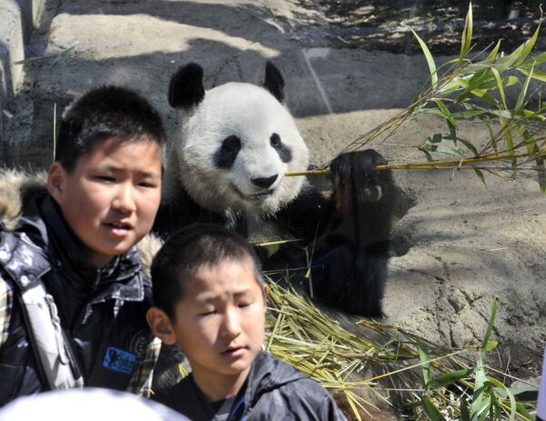 Японские мальчики позируют вместе с Шин Син, гигантской пандой-самкой, поедающей бамбук в зоопарке Уэно в Токио, 1 апреля 2011 года. Пара панд, взятых напрокат из Китая, прибыла в зоопарк Уэно 21 февраля. - Sputnik Армения
