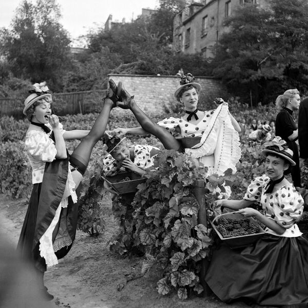 Танцовщицы &quot;Мулен Руж&quot; принимают участие в сборе урожая виноградников Монмартра в Париже 2 октября 1953 года - Sputnik Армения
