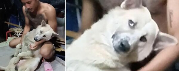 Щенок играет мертвым, чтобы избежать душа - Sputnik Армения