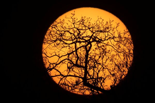 Солнце встает за деревом в Явалапити во время похоронного ритуала Куаруп в память о Касике Аритане в парке коренных народов Шингу в Бразилии - Sputnik Армения