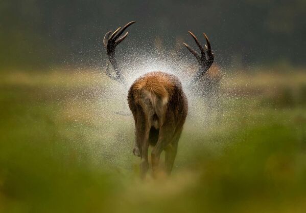 Снимок After the rain британского фотографа Danny Green, победивший в категории Mammals конкурса European Wildlife Photographer of the Year 2021 - Sputnik Армения
