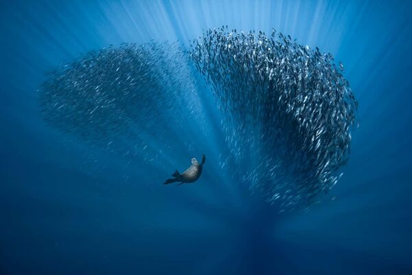 Снимок Water ballet французского фотографа Fabrice Guerin, победивший в категории The Underwater World конкурса European Wildlife Photographer of the Year 2021 - Sputnik Армения