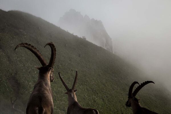 Группа горных козлов (Caora ibex), встреченных летом во Французских Альпах. В этот период самцы проводят время большими группами у вершин. - Sputnik Армения