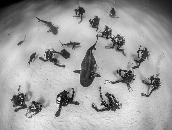 Снимок Diving and species conservation шведского фотографа Magnus Lundgren, победивший в категории Men and Nature конкурса European Wildlife Photographer of the Year 2021 - Sputnik Армения