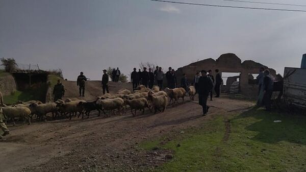Ադրբեջանցիները վերադարձրել են Կոռնիձորի բնակչի ոչխարները - Sputnik Արմենիա