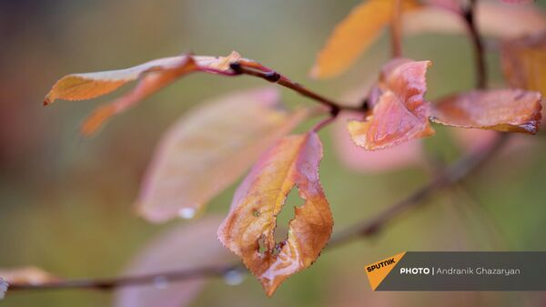 Капли дождя на осенней листве - Sputnik Армения