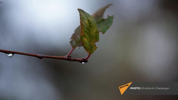 Капли дождя на осенней листве - Sputnik Армения