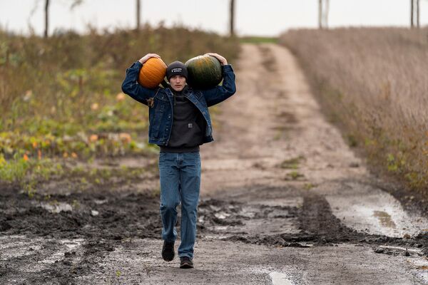 Мужчина несет тыквы, собранные на Большой Тыквенной грядке в Артуре  накануне Хэллоуина (23 октября 2021). Иллинойс - Sputnik Армения