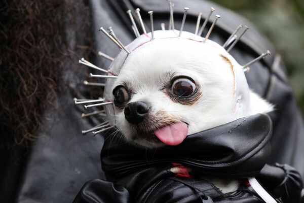 Чихуахуа по кличке Желудок на 31-м ежегодном параде собак в преддверии Хэллоуина на Томпкинс-сквер (23 октября 2021). Нью-Йорк - Sputnik Армения